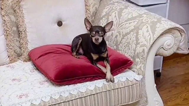 不用语言，无障碍的沟通