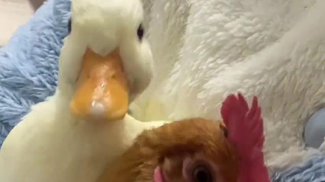 啥家庭啊，家禽上班还配哈基米