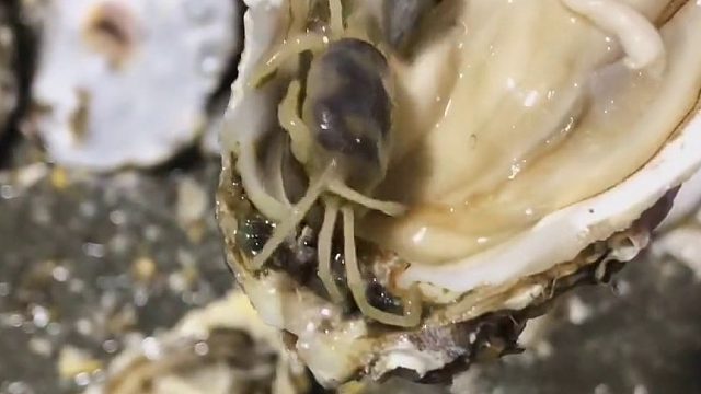 生蚝里面有一只螃蟹？