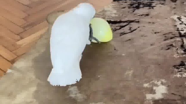 被气球吓到的鹦鹉，从嚣张到啊啊啊啊