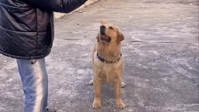 不是一开始老板说金毛很聪明的吗。感觉不对呢。