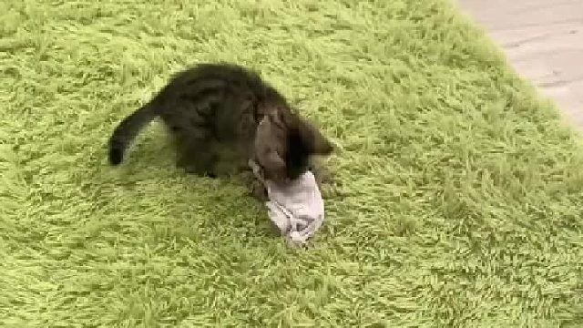 睡在袜子里的猫猫！
