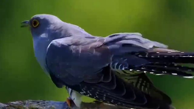 5种只闻其声，不见其物的鸟，你听到过几种？