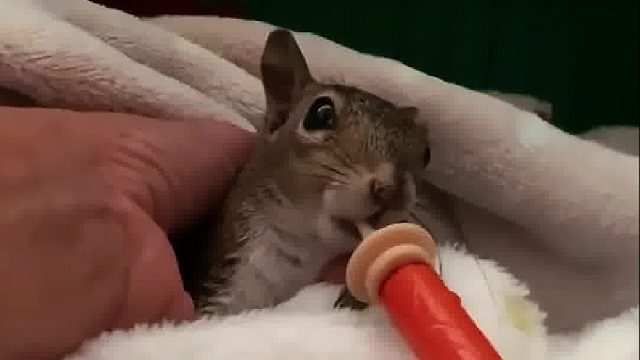 国外小姐姐救助了只落汤松鼠，痊愈后它给恩人送来意外惊喜