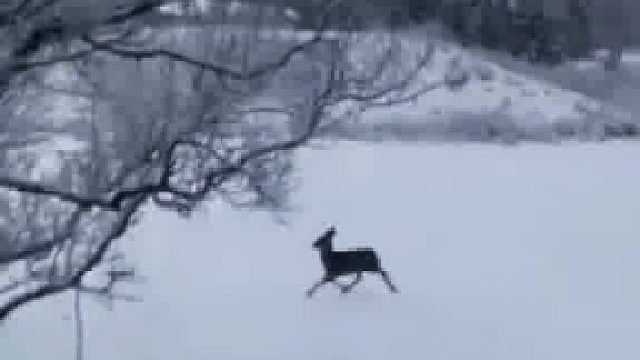 这两只傻孢子也太欢乐了吧。