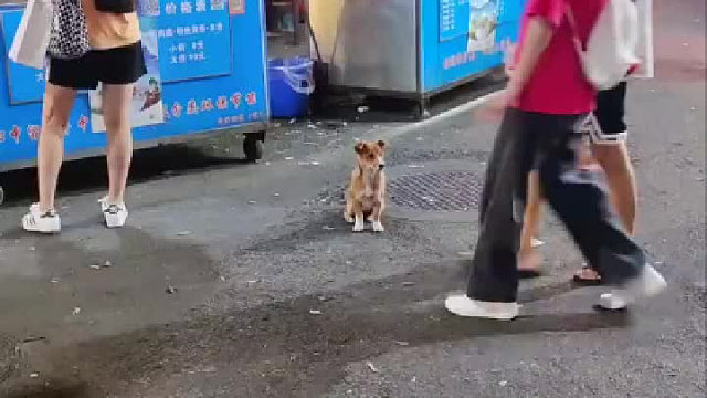 狗子 : 那天我遇到了很像你的人，我看了很久