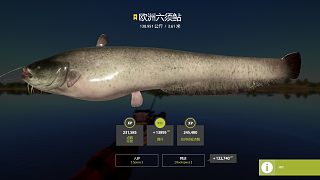 拉豬上強(qiáng)度，星豬會(huì)爆護(hù)。