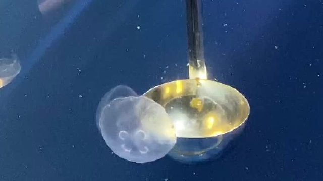 捞水母 ​为什么要带手套？