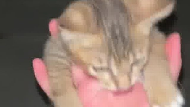 猫：饭票，饭票，不要跑，我守几天了