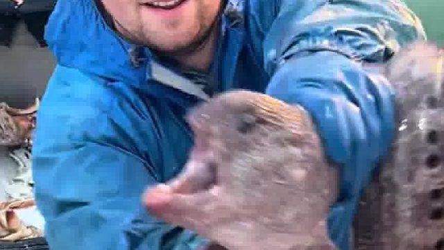 渔民放生狼鳗鱼，看起来真凶啊