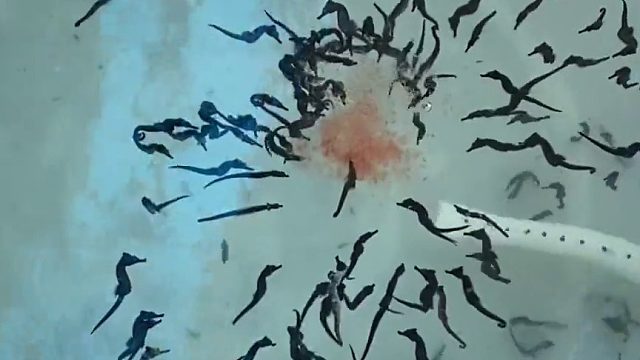 是海马不是茶叶