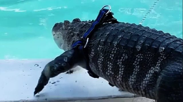 老爷爷收养了只特殊的宠物鳄，身患抑郁的他竟被小家伙治愈，小鳄鱼还持证治愈了更多病患