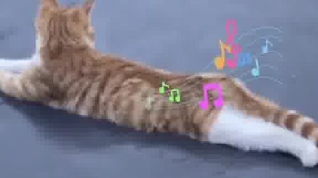 猫助教：搞不懂 这有什么难的