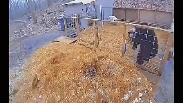 一猪二熊三老虎，这排名不是盖的