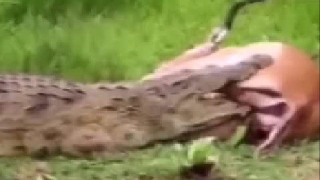 有的人比动物还坏