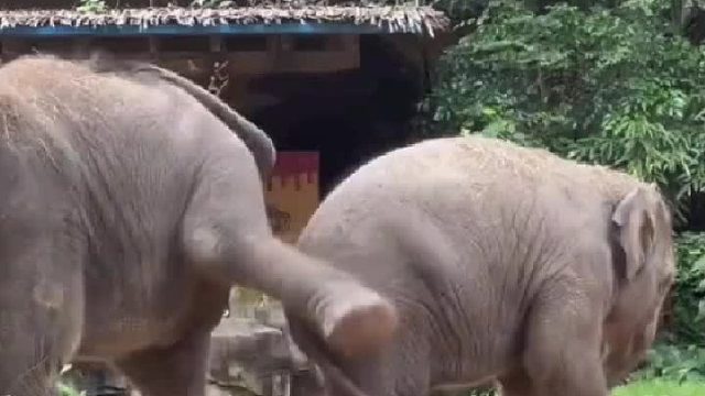 原来不管什么物种，兄弟姐妹之间都是这么爱闹别扭啊....