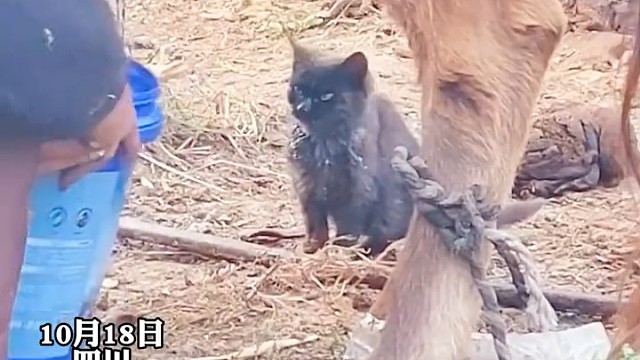 主人挤完牛奶不忘记一旁的小黑猫，喵星人：新鲜牛奶真好喝！