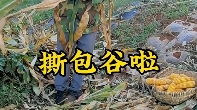 农村撕包谷，秋天的收获。