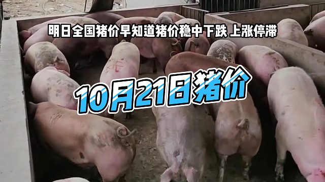 明日10月21日全国猪价早知道！明日猪价稳中下跌 生猪价格上涨停滞#猪价行情 #明日猪价 #养猪