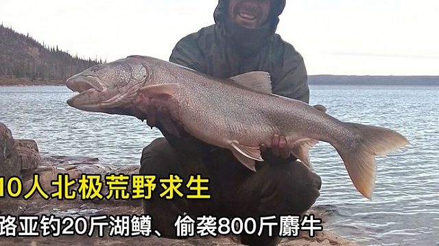 10人北极荒野求生，路亚钓20斤的大湖鳟、偷袭800斤老麝牛