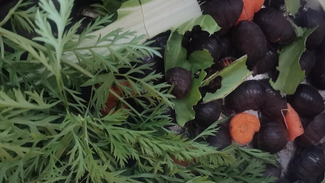 创业养殖土鳖虫