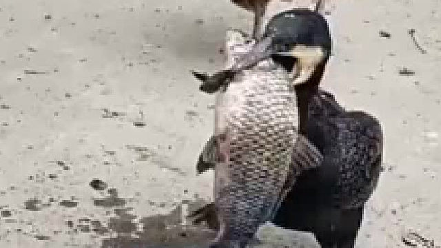 把这个鸡炖了到底是鸡汤还是鱼汤