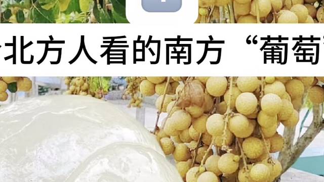 “葡萄”采摘的现场