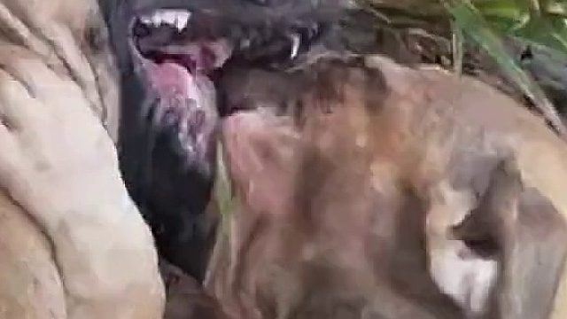 不反抗就是失败！