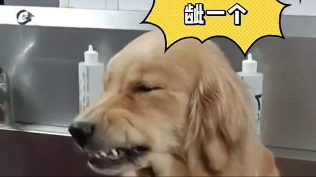 会讨人喜欢的狗狗