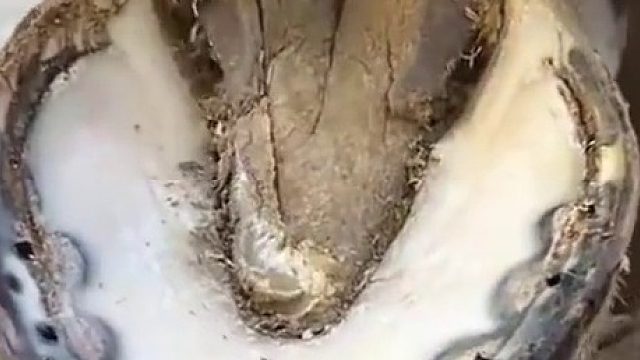 这修马蹄的视频为什么能让那么多人围观？原因：很解压