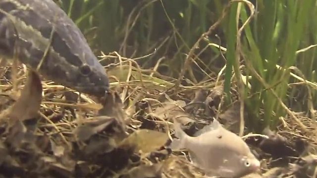 最后还是上了人类的餐桌··