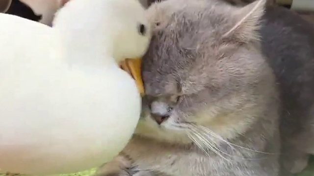 世界破破烂烂，小猫缝缝补补