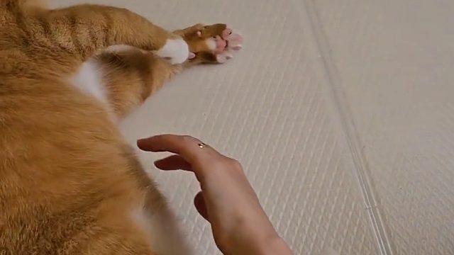 橘猫一次次拒绝铲屎官，但铲屎官不停尝试，结果就“挨揍”了