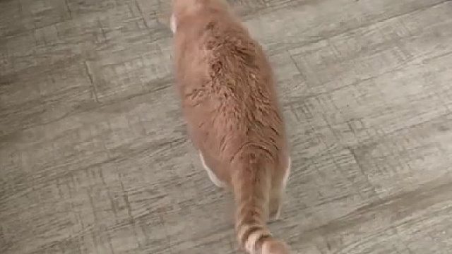 铲屎的快起床给我放饭