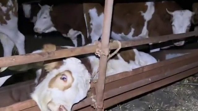 牛：你说公主请下车