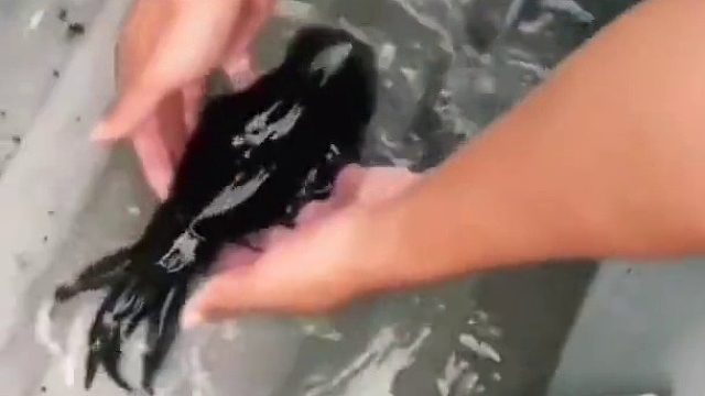 乌贼身体的变身速度也太强了吧