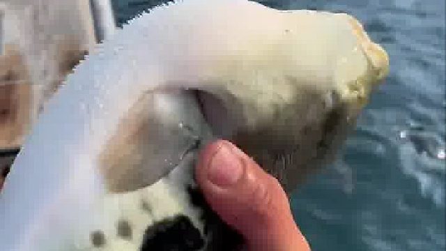 养了这么多鞋刷子？