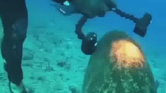 潜水员和石斑鱼抢龙虾！