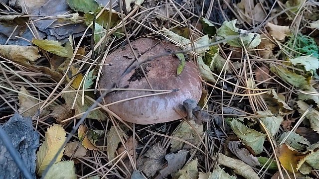 捡蘑菇进入倒计时