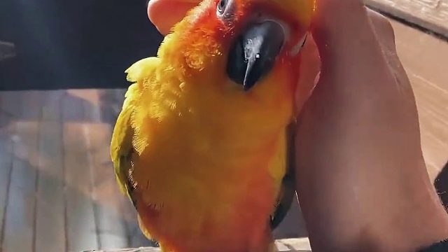 尝试和不同种类的小鸟们握手，看它们会有什么反应