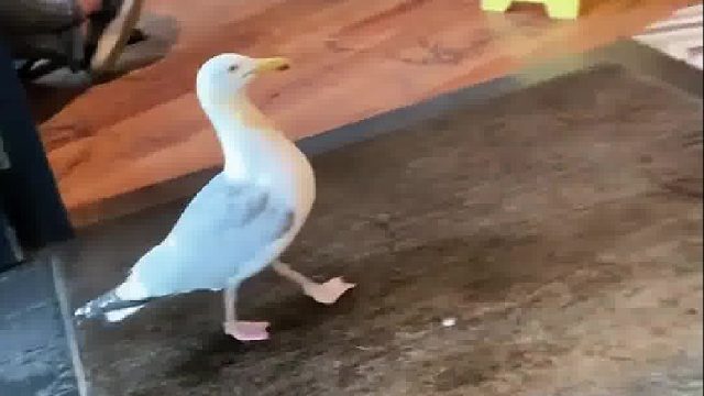 小镇上的海鸥经常抢夺人们的食物，最后被当地居民逮住教训了一番