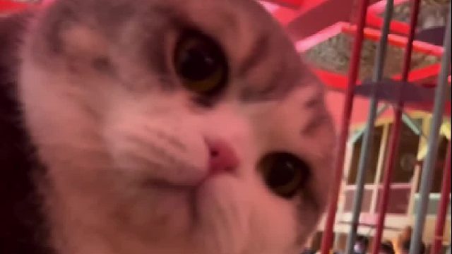 猫：你再维护它一句试试