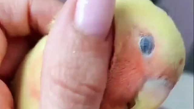 小姐姐养的鹦鹉本来有一身漂亮的羽毛，可却因为患有喙羽症掉光了，小姐姐看着坚强乐观的小家伙不忍抛弃