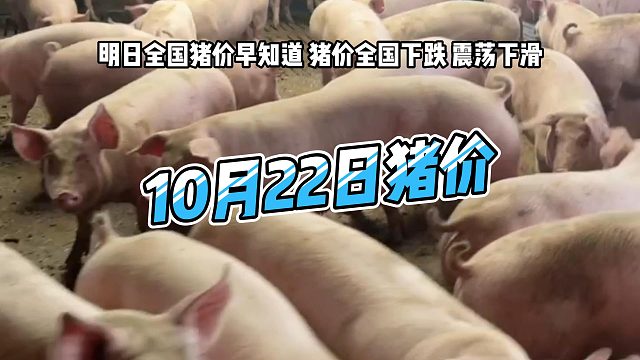 明日10月22日全国猪价早知道！明日猪价全国下跌 生猪价格震荡下滑#猪价行情 #明日猪价#生猪价格