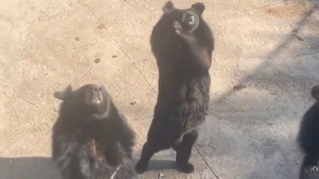 男子在动物园里教黑熊“摇花手” 熊：老弟，指定不能让你白来！