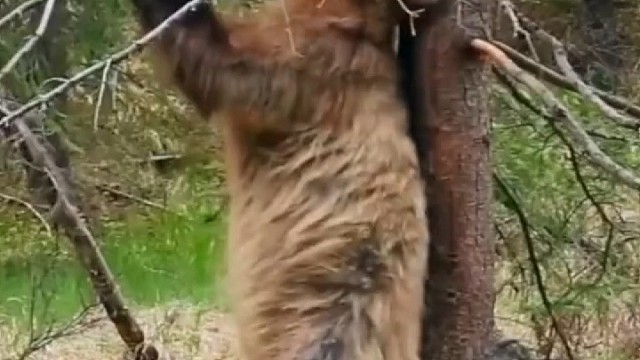 熊磨蹭树，是105度天气太热止痒？还是求偶需要？