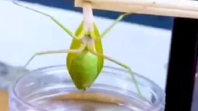 铁线虫从螳螂身体出来全过程