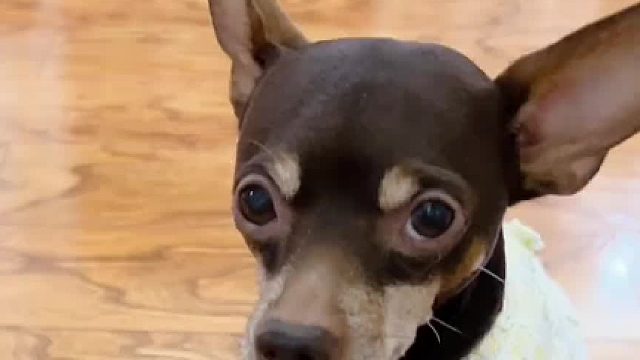 关键时刻还得啵啵乐护着我