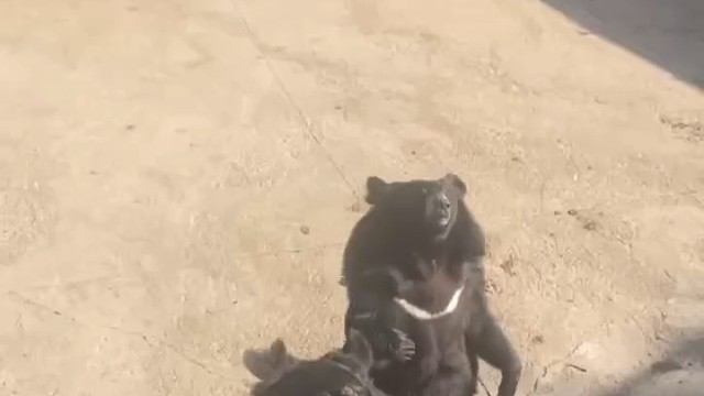 在东北黑熊也得有绝活，男子在动物园教黑熊摇花手