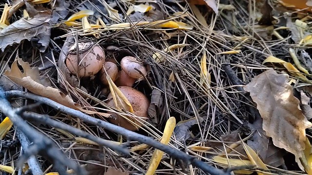 22号上山捡蘑菇